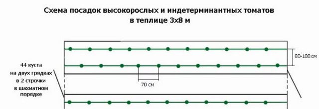 Выращивание томатов в теплице из поликарбоната: от посадки до сбора урожая