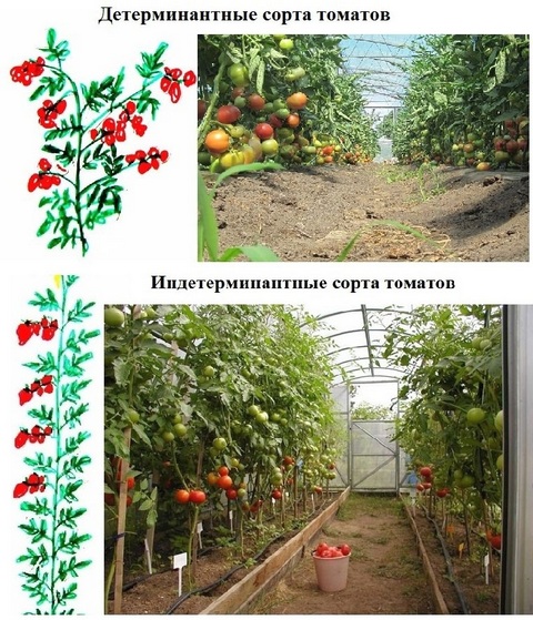 Выращивание томатов в теплице из поликарбоната: от посадки до сбора урожая