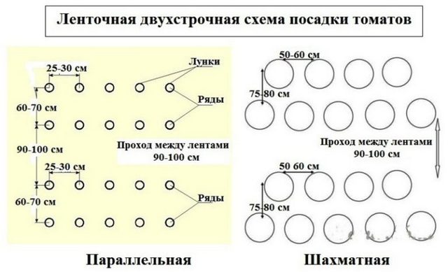 Выращивание томатов в теплице из поликарбоната: от посадки до сбора урожая
