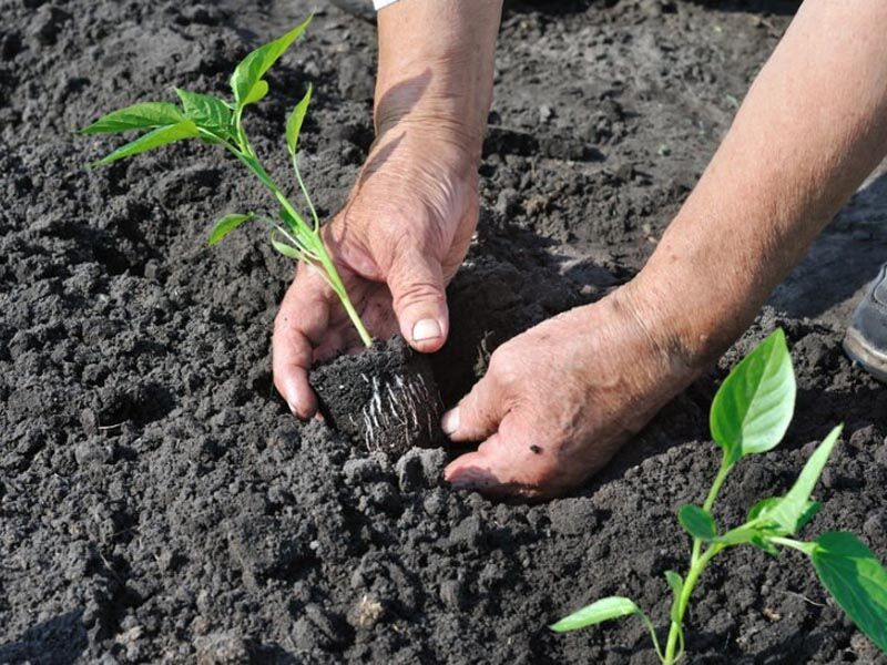 Когда сажать перец на рассаду в 2025 году. Точные сроки посева семян перца по лунному календарю