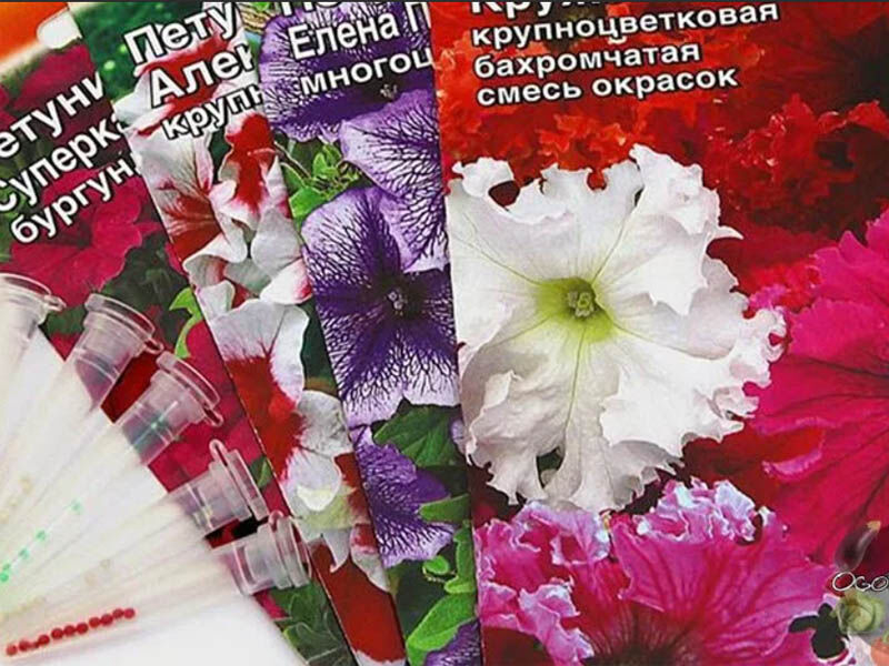 Когда сажать петунию на рассаду в 2025 году. Сроки посадки семян петуньи по лунному календарю