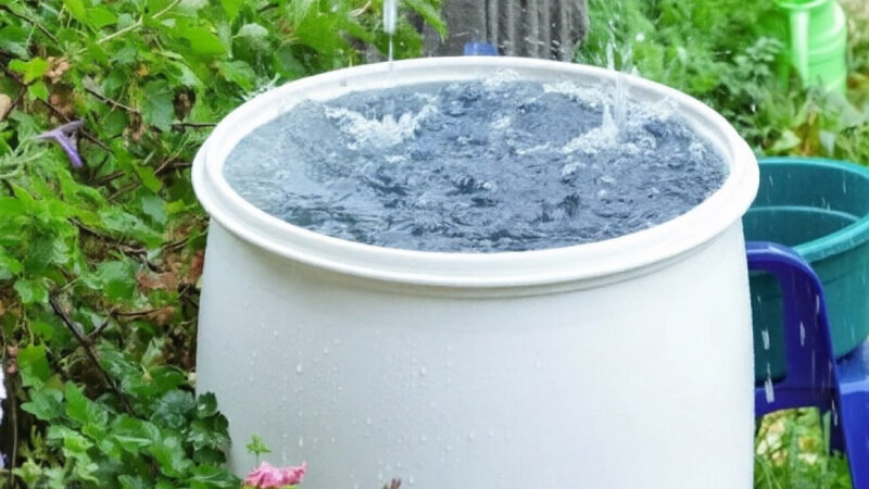 Как избавиться от цветения воды в бочке 3 простых способа